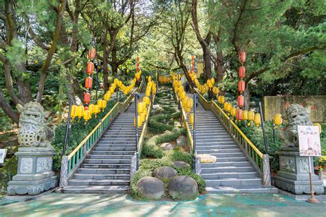 黃金橡膠樹照顧 禪機山仙佛寺 相片